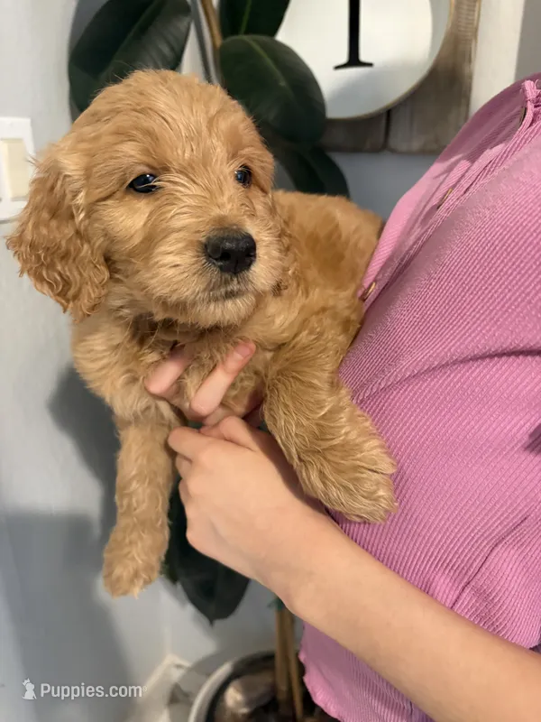 Chestnut  – Goldendoodle puppy for sale in San Tan Valley, AZ