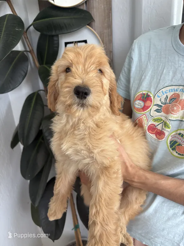 Alfalfa/ Standard size 60-70lbs – Goldendoodle puppy for sale in San Tan Valley, AZ