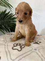Honey, a female Goldendoodle for sale in San Tan Valley, AZ – 1 of 1
