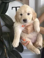 Snow, a female Golden Retriever for sale in San Tan Valley, AZ – 2 of 4