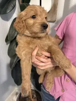 Chestnut , a male Goldendoodle for sale in San Tan Valley, AZ – 2 of 2