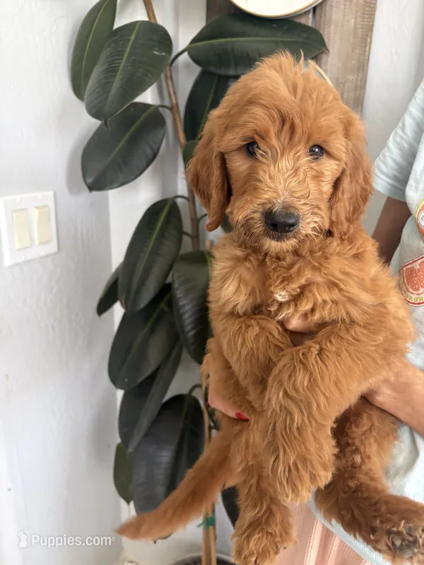Noodles /standard size – Goldendoodle puppy for sale in San Tan Valley, AZ
