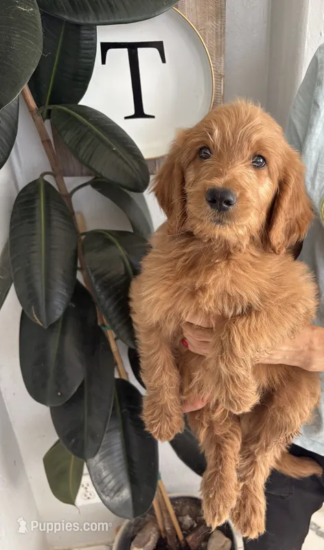 Cheerio/ standard size – Goldendoodle puppy for sale in San Tan Valley, AZ