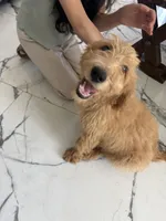 Mochi/ standard size 60-70 lbs, a male Goldendoodle for sale in San Tan Valley, AZ – 3 of 3