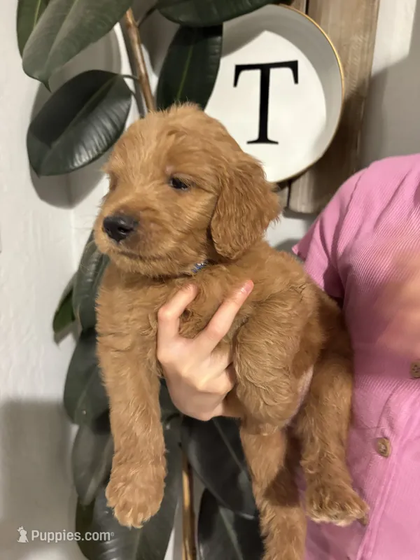 Cheerio/ standard size – Goldendoodle puppy for sale in San Tan Valley, AZ