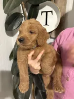 Cheerio/ standard size, a male Goldendoodle for sale in San Tan Valley, AZ – 1 of 2