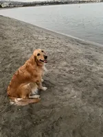 Mufasa/ standard size, a male Goldendoodle for sale in San Tan Valley, AZ – Photo 4 of 4