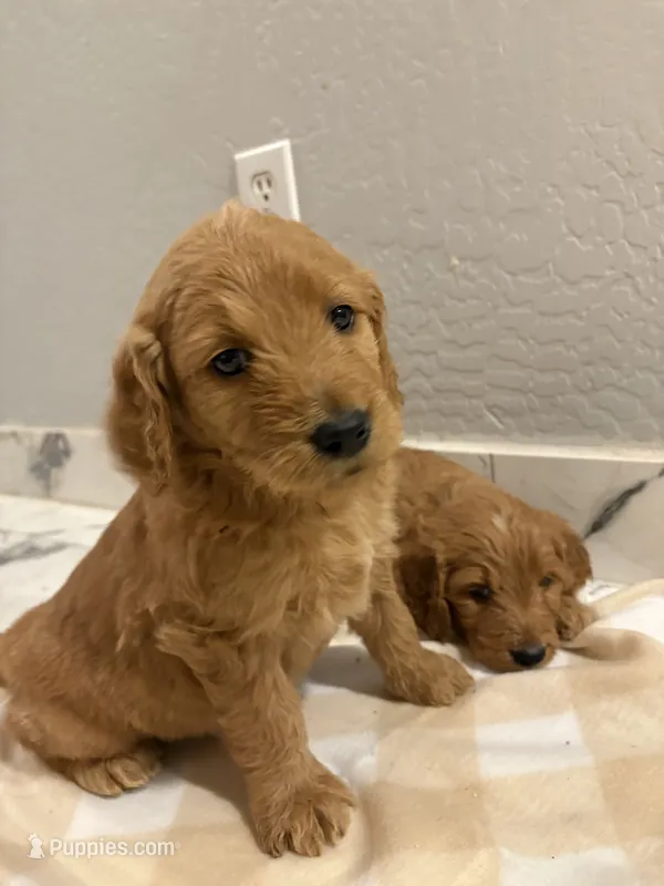 Mufasa/ standard size