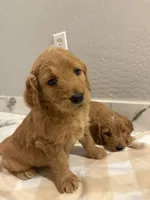 Mufasa/ standard size, a male Goldendoodle for sale in San Tan Valley, AZ – Photo 1 of 4