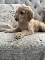 Maple, a female Goldendoodle for sale in San Tan Valley, AZ – Photo 2 of 3