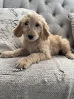 Maple, a female Goldendoodle for sale in San Tan Valley, AZ – Photo 1 of 3