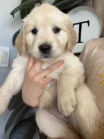 Snow, a female Golden Retriever for sale in San Tan Valley, AZ – 3 of 4