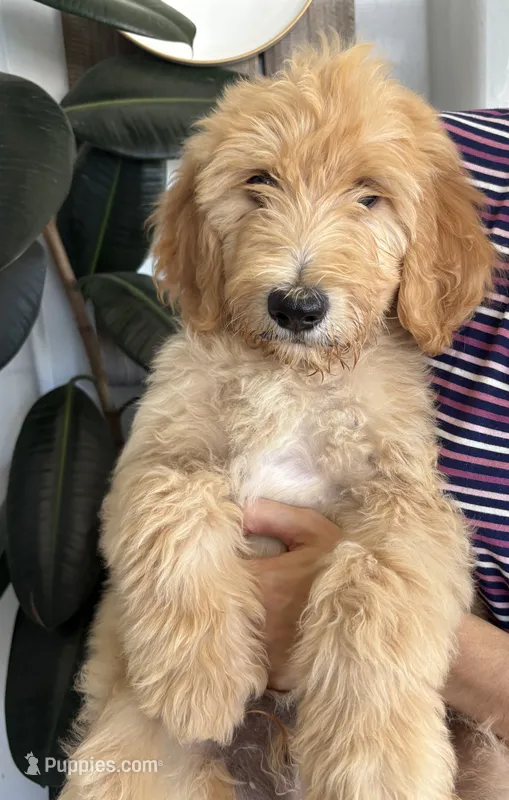 Teddy/ standard size  – Goldendoodle puppy for sale in San Tan Valley, AZ