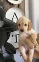 Nugget , a female Golden Retriever for sale in San Tan Valley, AZ – 2 of 2