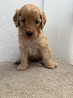 Lili, a female Goldendoodle for sale in San Tan Valley, AZ – 2 of 2