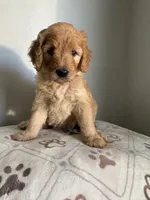 Lili/standard size, a female Goldendoodle for sale in San Tan Valley, AZ – 1 of 2