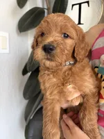 Noodles /standard size, a male Goldendoodle for sale in San Tan Valley, AZ – 2 of 3