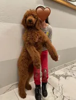 Maple, a female Goldendoodle for sale in San Tan Valley, AZ – Photo 2 of 2