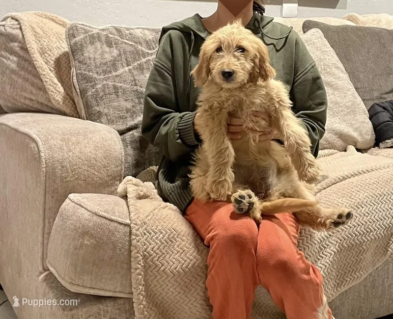 Maple, a female Goldendoodle for sale in San Tan Valley, AZ – Photo 1 of 2