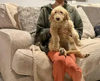 Maple, a female Goldendoodle for sale in San Tan Valley, AZ – Photo 1 of 2