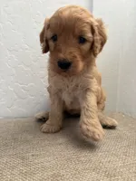 Lili, a female Goldendoodle for sale in San Tan Valley, AZ – 1 of 2