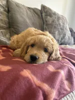 Teddy, a male Goldendoodle for sale in San Tan Valley, AZ – Photo 1 of 2