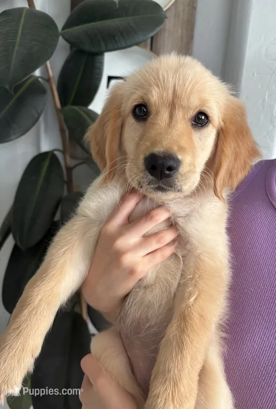 Nugget/AKC registered  – Golden Retriever puppy for sale in San Tan Valley, AZ
