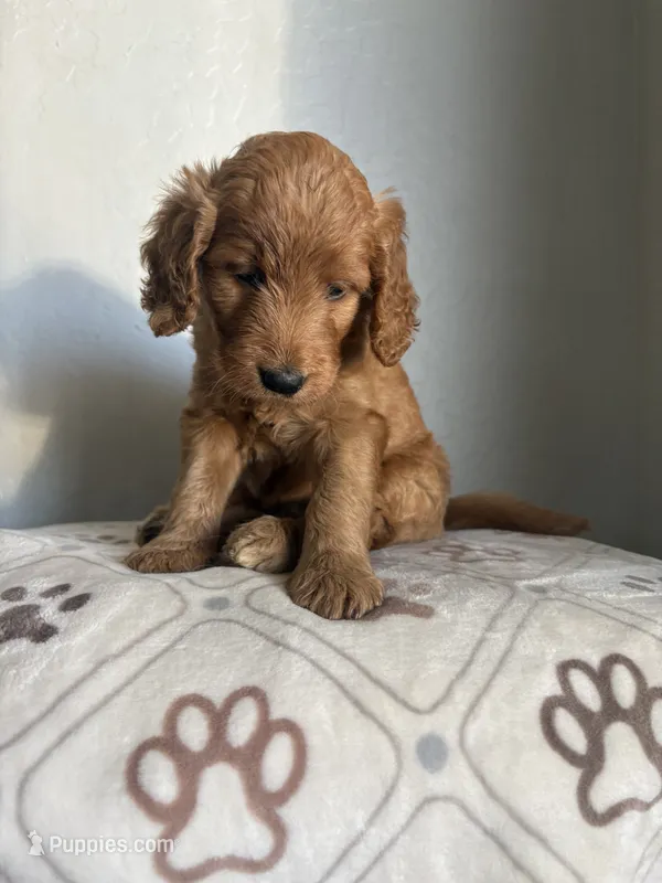 Daisy – Goldendoodle puppy for sale in San Tan Valley, AZ