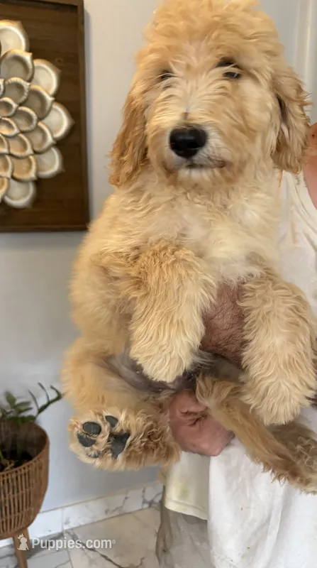 Teddy 60/70 lbs – Goldendoodle puppy for sale in San Tan Valley, AZ