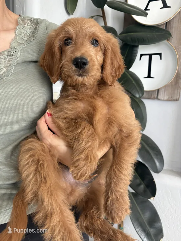 Cheerio/ standard size 60-70 lbs – Goldendoodle puppy for sale in San Tan Valley, AZ
