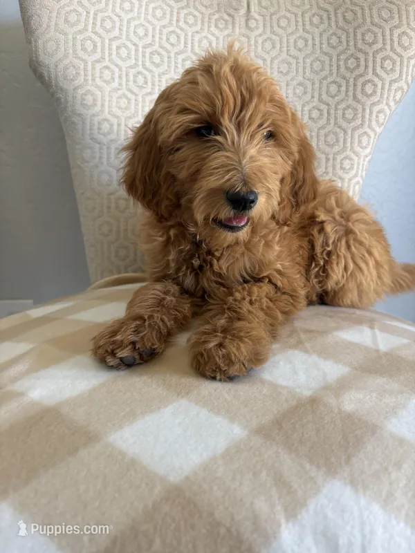 Cupcake – Goldendoodle puppy for sale in San Tan Valley, AZ