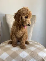 Cupcake, a female Goldendoodle for sale in San Tan Valley, AZ – Photo 2 of 2