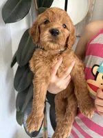 Noodles /standard size, a male Goldendoodle for sale in San Tan Valley, AZ – 1 of 3