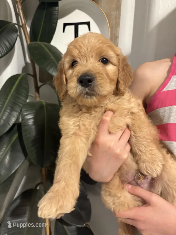 Waffles/ Standard size – Goldendoodle puppy for sale in San Tan Valley, AZ