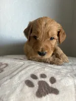 Waffles/ standard size, a male Goldendoodle for sale in San Tan Valley, AZ – 1 of 1