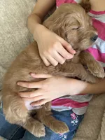 Mochi, a male Goldendoodle for sale in San Tan Valley, AZ – 2 of 3