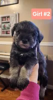 Girl #2, a female Miniature Schnauzer and Silky Terrier for sale in St. Louis, MO – Photo 3 of 9