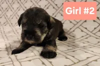 Girl #2, a female Miniature Schnauzer and Silky Terrier for sale in St. Louis, MO – Photo 7 of 9