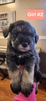 Girl #2, a female Miniature Schnauzer and Silky Terrier for sale in St. Louis, MO – Photo 2 of 9