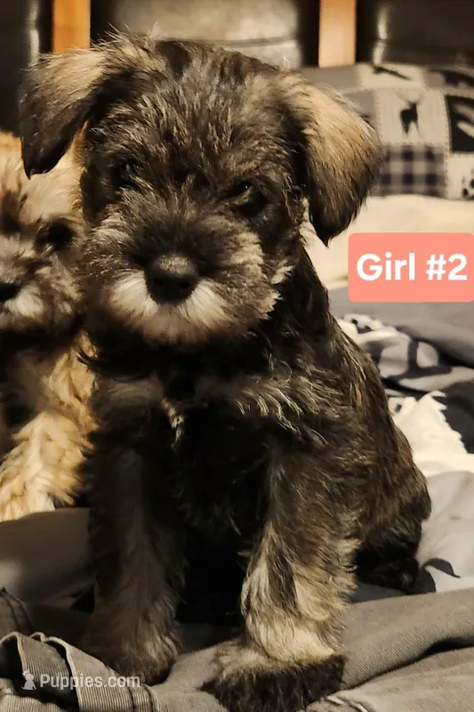Girl #2 – Miniature Schnauzer, Silky Terrier puppy on hold in St. Louis, MO
