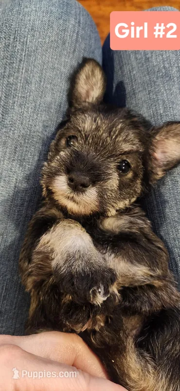 Girl #2 – Miniature Schnauzer, Silky Terrier puppy for sale in St. Louis, MO