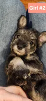 Girl #2, a female Miniature Schnauzer and Silky Terrier for sale in St. Louis, MO – Photo 1 of 9