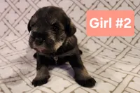 Girl #2, a female Miniature Schnauzer and Silky Terrier for sale in St. Louis, MO – Photo 6 of 9