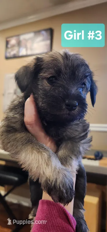 Girl #3 – Miniature Schnauzer, Silky Terrier puppy for sale in St. Louis, MO
