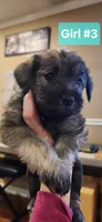 Girl #3, a female Miniature Schnauzer and Silky Terrier for sale in St. Louis, MO – Photo 1 of 7