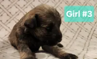 Girl #3, a female Miniature Schnauzer and Silky Terrier for sale in St. Louis, MO – Photo 6 of 7