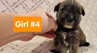 Girl #4, a female Miniature Schnauzer and Silky Terrier for sale in St. Louis, MO – Photo 3 of 6