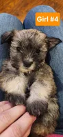 Girl #4, a female Miniature Schnauzer and Silky Terrier for sale in St. Louis, MO – Photo 1 of 6