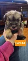 Girl #4, a female Miniature Schnauzer and Silky Terrier for sale in St. Louis, MO – Photo 2 of 6