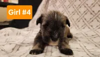Girl #4, a female Miniature Schnauzer and Silky Terrier for sale in St. Louis, MO – Photo 4 of 6
